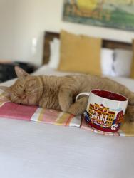 Lost Male Cat last seen Thunderbird / 68th St, Scottsdale, AZ 85254
