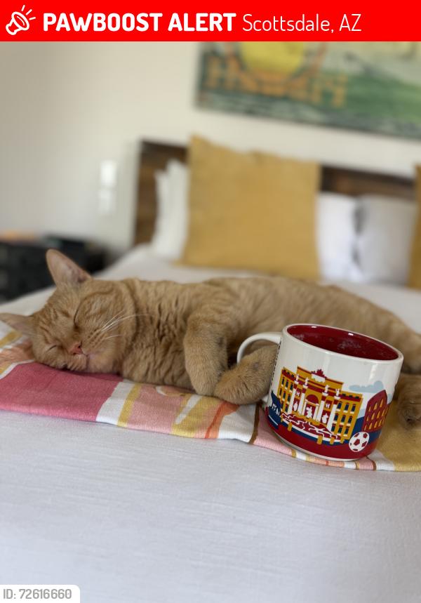 Lost Male Cat last seen Thunderbird / 68th St, Scottsdale, AZ 85254