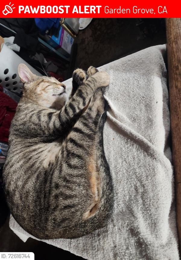 Lost Unknown Cat last seen Leroy Lampson , Garden Grove, CA 92841
