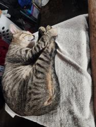 Lost Unknown Cat last seen Leroy Lampson , Garden Grove, CA 92841