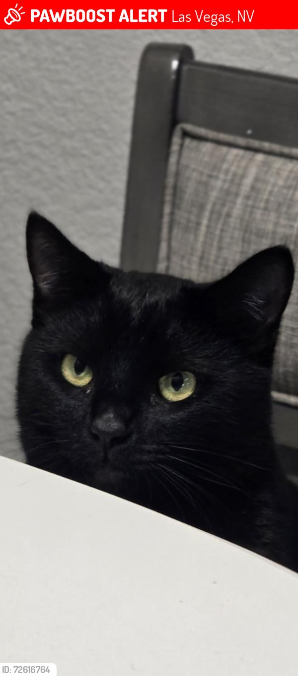 Lost Male Cat last seen Near Village Center Cir, Las Vegas, NV 89134, Las Vegas, NV 89134