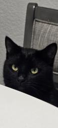 Lost Male Cat last seen Near Village Center Cir, Las Vegas, NV 89134, Las Vegas, NV 89134