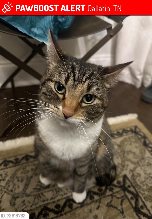 Lost Female Cat last seen ambling way, clbh, courtyards in kennasaw, Gallatin, TN 37066