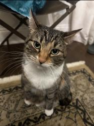 Lost Female Cat last seen ambling way, clbh, courtyards in kennasaw, Gallatin, TN 37066