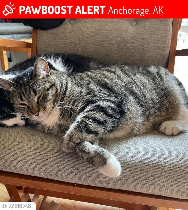 Lost Male Cat last seen Arlene & Pelican, Anchorage, AK 99502