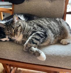 Lost Male Cat last seen Arlene & Pelican, Anchorage, AK 99502