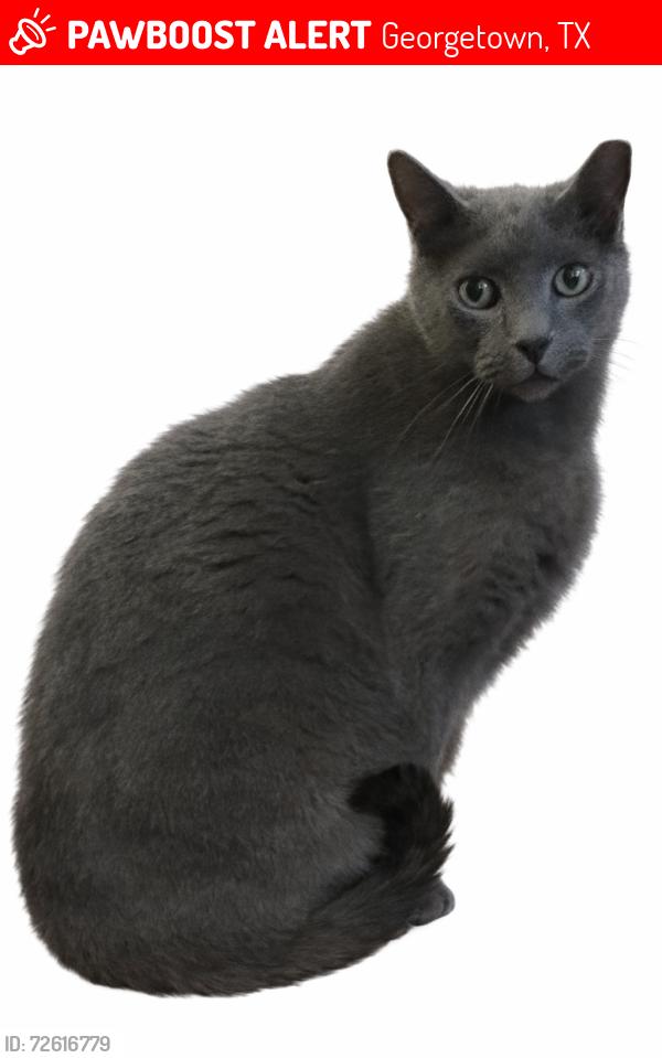 Lost Male Cat last seen Near Fairmont Dr, Georgetown, TX 78628
