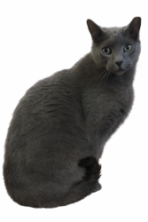 Lost Male Cat last seen Near Fairmont Dr, Georgetown, TX 78628