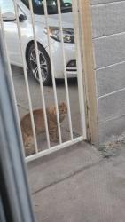 Reunited Unknown Cat last seen 43rd St & Carter, Phoenix, AZ 85042