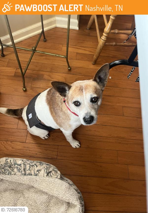 Found/Stray Male Dog last seen Moss Landing, Nashville, TN 37013