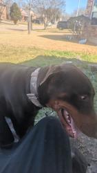 Reunited Male Dog last seen Misty ridge, Fort Worth, TX 76111
