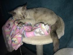 Lost Female Cat last seen Debbie bushman’s hse , Colorado Springs, CO 80907