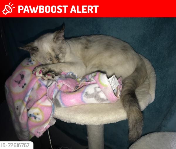 Lost Female Cat last seen Debbie bushman’s hse , Colorado Springs, CO 80907
