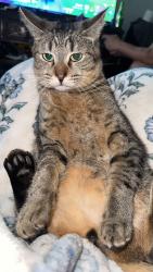 Reunited Male Cat last seen 62nd and Olive, Commerce City, CO 80022