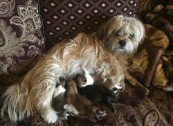 Lost Female Dog last seen Prospect st. Between 20th and 18th national city , Lincoln Acres, CA 91950