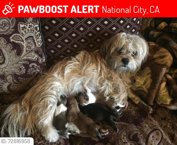 Lost Female Dog last seen Prospect st. Between 20th and 18th national city , Lincoln Acres, CA 91950