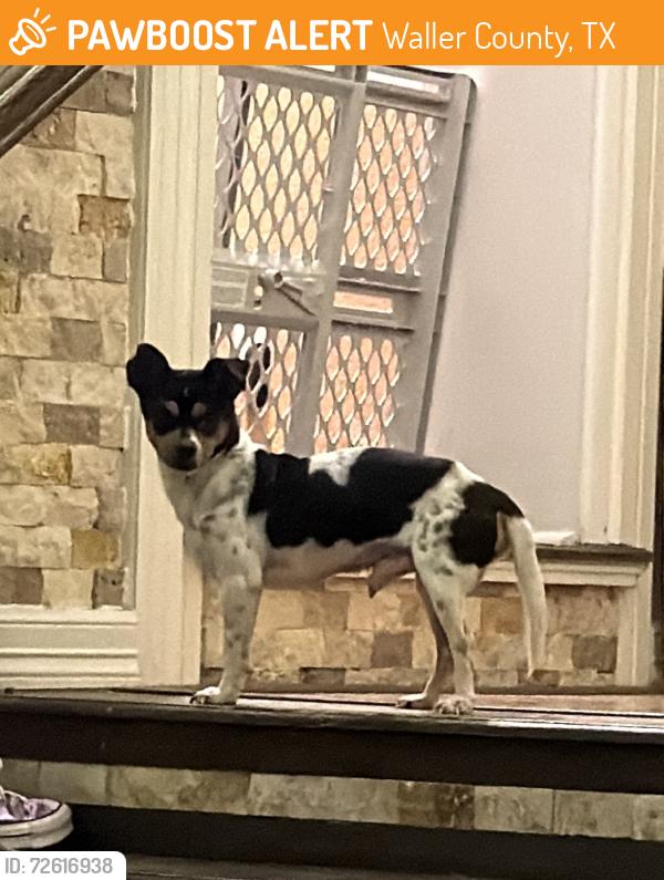 Found/Stray Male Dog last seen Near & 2855, Waller County, TX 77423