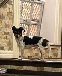 Found/Stray Male Dog last seen Near & 2855, Waller County, TX 77423