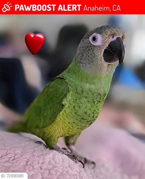 Lost Male Bird last seen Near S Westchester Dr, Anaheim CA 92804, Anaheim, CA 92804