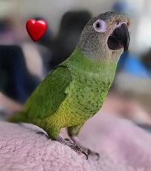 Lost Male Bird last seen Near S Westchester Dr, Anaheim CA 92804, Anaheim, CA 92804