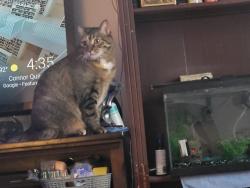 Lost Female Cat last seen Sequoia and Atrisco, Albuquerque, NM 87120