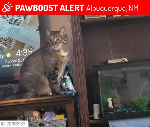 Lost Female Cat last seen Sequoia and Atrisco, Albuquerque, NM 87120