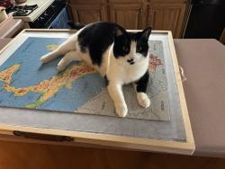 Lost Female Cat last seen Brookside drive , Hendersonville, NC 28791