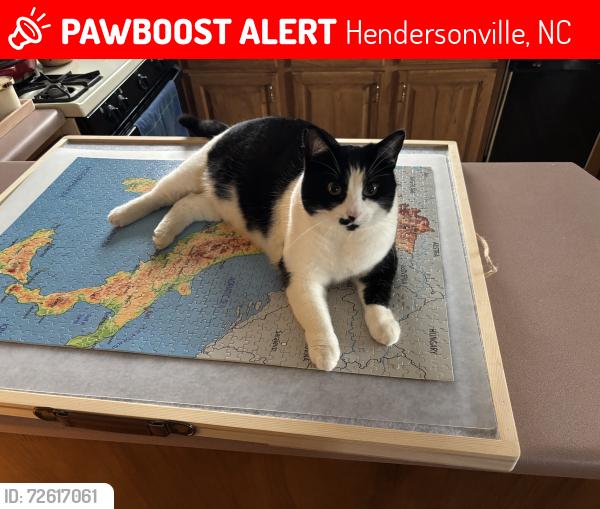 Lost Female Cat last seen Brookside drive , Hendersonville, NC 28791