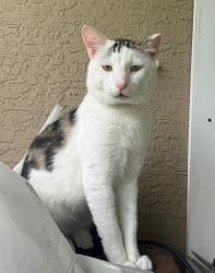 Lost Male Cat last seen Newbury st , Citrus Springs, FL 34434
