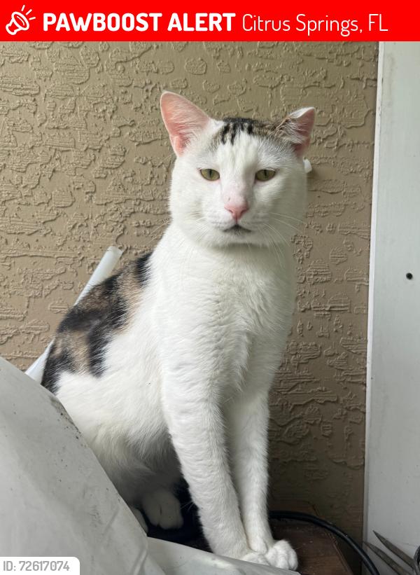 Lost Male Cat last seen Newbury st , Citrus Springs, FL 34434
