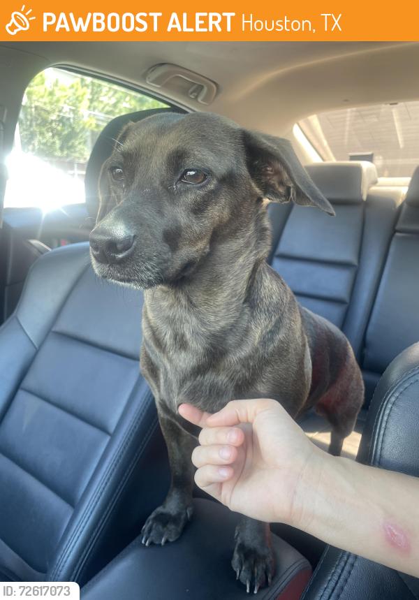 Found/Stray Unknown Dog last seen N Braeswood & 610, Houston, TX 77096