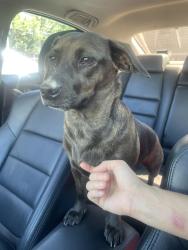 Found/Stray Unknown Dog last seen N Braeswood & 610, Houston, TX 77096