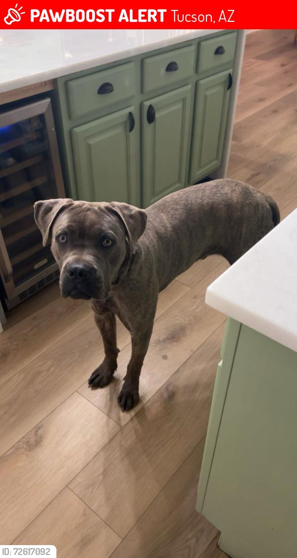 Lost Male Dog last seen Around the Starr Pass neighborhood , Tucson, AZ 85745