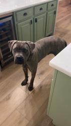 Lost Male Dog last seen Around the Starr Pass neighborhood , Tucson, AZ 85745