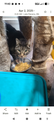 Lost Male Cat last seen 13th St NE , Lake Stevens, WA 98258