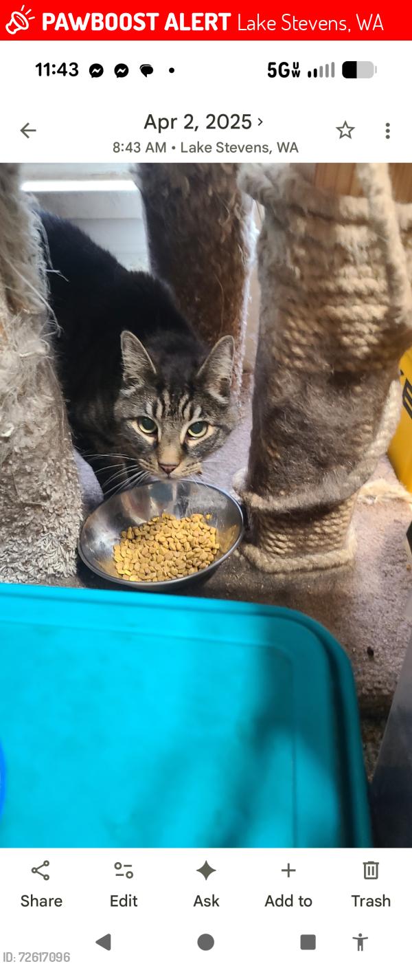 Lost Male Cat last seen 13th St NE , Lake Stevens, WA 98258