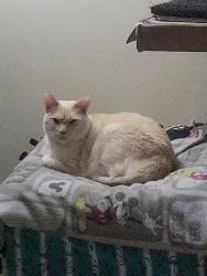 Lost Male Cat last seen Racetrack road, New Bern, NC 28562