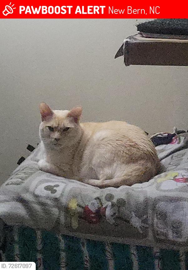 Lost Male Cat last seen Racetrack road, New Bern, NC 28562
