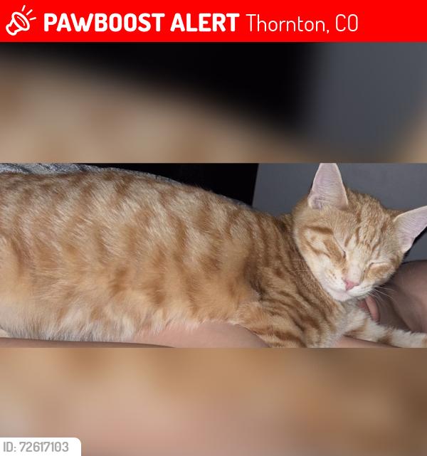 Lost Male Cat last seen Pine Lakes Ranch Community, Thornton, CO 80229