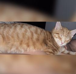 Lost Male Cat last seen Pine Lakes Ranch Community, Thornton, CO 80229
