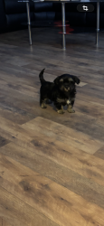 Lost Male Dog last seen Dixie Hwy , Louisville, KY 40216