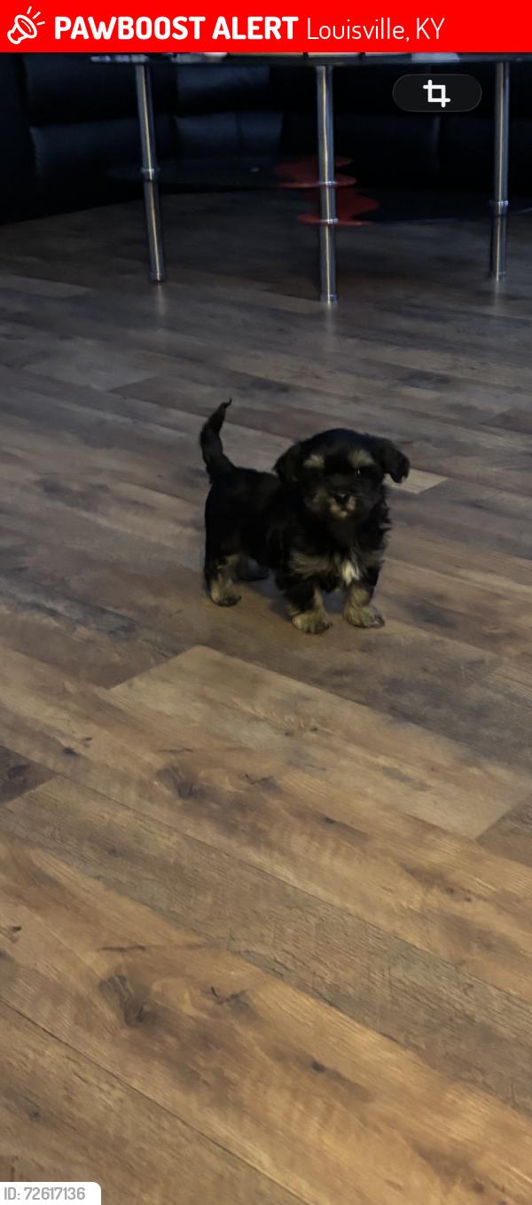 Lost Male Dog last seen Dixie Hwy , Louisville, KY 40216