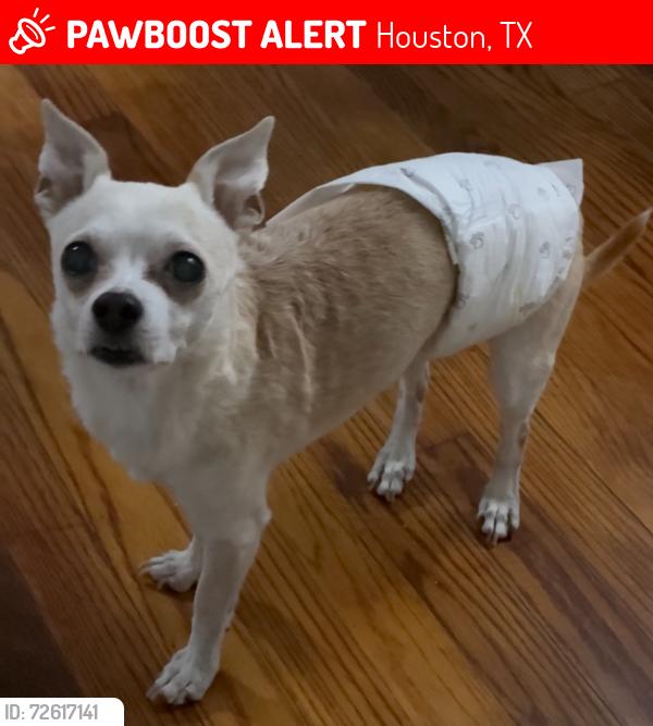 Lost Male Dog last seen Joyce & Irvington blvd , Houston, TX 77009