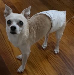 Lost Male Dog last seen Joyce & Irvington blvd , Houston, TX 77009