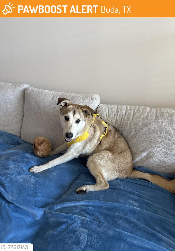 Found/Stray Male Dog last seen Near s-i35 Buda , Buda, TX 78610