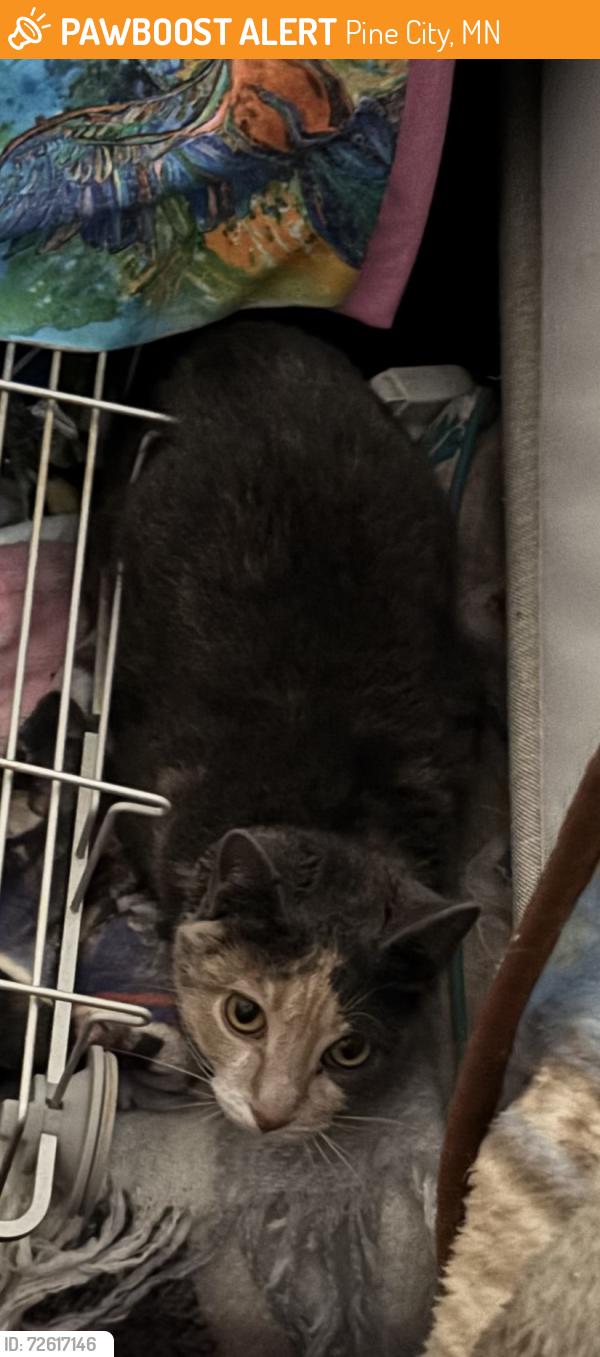 Found/Stray Female Cat last seen 2nd St SE, Pine City, MN 55063