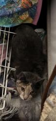 Found/Stray Female Cat last seen 2nd St SE, Pine City, MN 55063