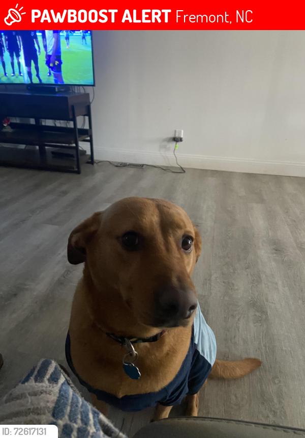 Lost Female Dog last seen aycock dairy farm rd fremont near 222 highway , Fremont, NC 27830