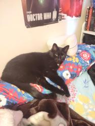 Lost Male Cat last seen Near Chester le blvd Scarborough, Ontario , Toronto, ON M1W 2N4