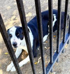 Found/Stray Unknown Dog last seen Juniper & Calera Streets , San Antonio, TX 78223